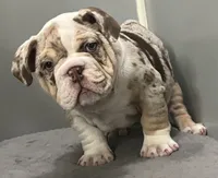 Snickers, a female English Bulldog for sale in Massillon, OH – Photo 3 of 10