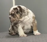 Snickers, a female English Bulldog for sale in Massillon, OH – Photo 1 of 10