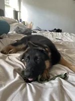 Green collar , a male German Shepherd Dog for sale in Orlando, FL – Photo 2 of 2