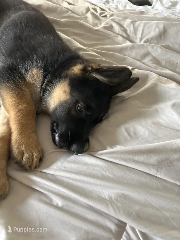 Green collar  – German Shepherd Dog puppy for sale in Orlando, FL