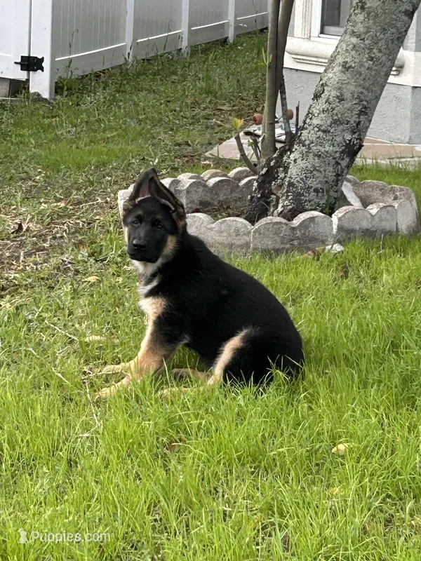 Green collar – German Shepherd Dog puppy for sale in Orlando, FL