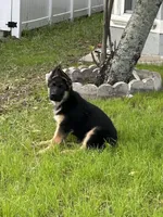 Green collar, a male German Shepherd Dog for sale in Orlando, FL – Photo 1 of 3