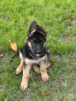 Green collar, a male German Shepherd Dog for sale in Orlando, FL – Photo 2 of 3