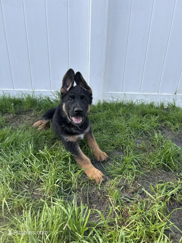 Red collar – German Shepherd Dog puppy for sale in Orlando, FL