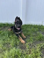 Red collar, a male German Shepherd Dog for sale in Orlando, FL – Photo 1 of 2