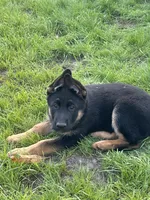 Red collar, a male German Shepherd Dog for sale in Orlando, FL – Photo 2 of 2