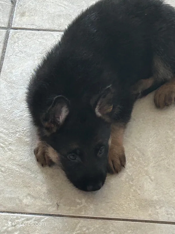 Orejitas, a male German Shepherd Dog for sale in Orlando, FL – Photo 1 of 1