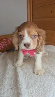 Cassie's 3rd girl, a female Cocker Spaniel for sale in Newberry, IN – 7 of 9