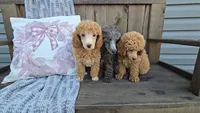 Piper, a female Poodle - Miniature  for sale in Newberry, IN – 4 of 7