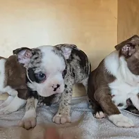 Choc girl # 1, a female Boston Terrier for sale in Newberry, IN – Photo 3 of 5