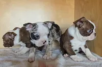 Choc girl # 1, a female Boston Terrier for sale in Bloomington, IN – Photo 3 of 4