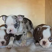 Choc girl # 1, a female Boston Terrier for sale in Newberry, IN – Photo 2 of 5