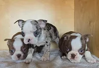 Choc girl # 1, a female Boston Terrier for sale in Bloomington, IN – Photo 2 of 4