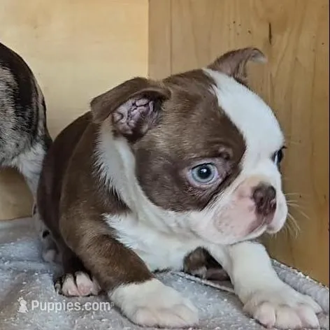 Choc girl # 1, a female Boston Terrier for sale in Bloomington, IN – Photo 4 of 4