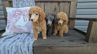 Piper, a female Poodle - Miniature  for sale in Newberry, IN – 3 of 7