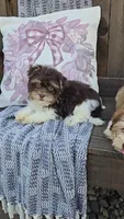 Hanz/Phone calls only, a male Havanese for sale in Newberry, IN – 5 of 5