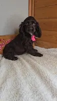 Cassie's 1st. girl, a female Cocker Spaniel for sale in Newberry, IN – 4 of 6