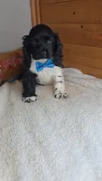 Cassie's 1st. boy, a male Cocker Spaniel for sale in Newberry, IN – 2 of 7