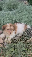 Haily, a female Havanese for sale in Newberry, IN – 2 of 3