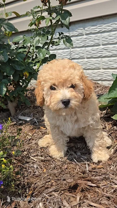 Piper – Poodle - Toy  puppy for sale in Newberry, IN