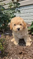 Piper, a female Poodle - Toy  for sale in Newberry, IN – 1 of 7