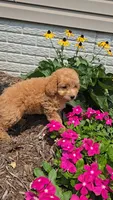 Princess, a female Poodle - Toy  for sale in Newberry, IN – 5 of 5