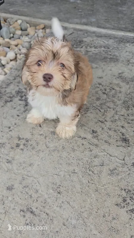 Howie – Havanese puppy for sale in Newberry, IN