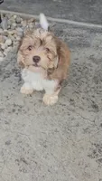 Howie, a male Havanese for sale in Newberry, IN – 1 of 3