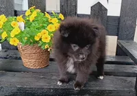 Black Pom # 3, a male Pomeranian for sale in Newberry, IN – 3 of 3