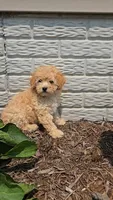 Piper, a female Poodle - Toy  for sale in Newberry, IN – 6 of 7