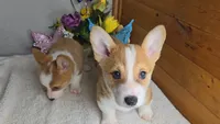 Katie's Girl, a female Pembroke Welsh Corgi for sale in Newberry, IN – 2 of 4