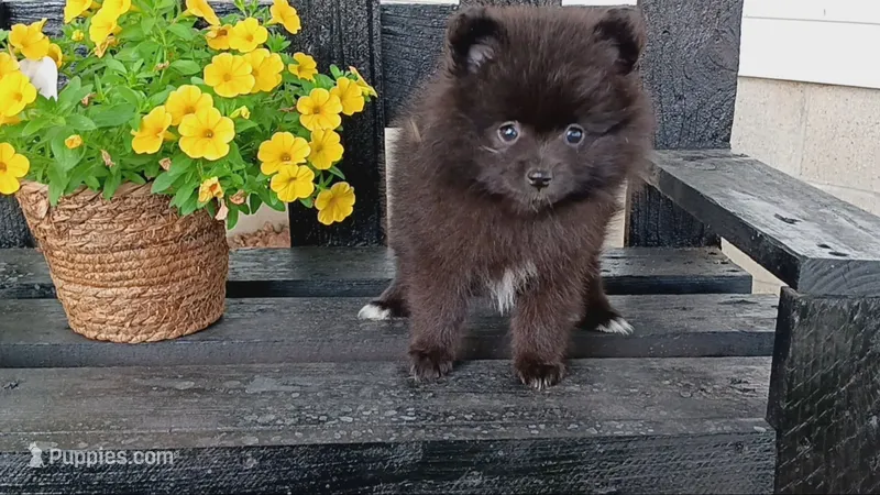 Black Pom # 2 – Pomeranian puppy for sale in Newberry, IN
