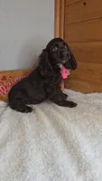 Cassie's 1st. girl, a female Cocker Spaniel for sale in Newberry, IN – 5 of 6