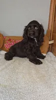 Cassie's 1st. girl, a female Cocker Spaniel for sale in Newberry, IN – 3 of 6
