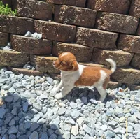 Peaches, a female Rat Terrier and Shihpoo for sale in Newberry, IN – 1 of 1
