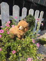 Piper, a female Poodle - Miniature  for sale in Newberry, IN – 5 of 7