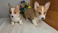 Katie's Girl, a female Pembroke Welsh Corgi for sale in Newberry, IN – 4 of 4