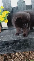 Black Pom # 1, a female Pomeranian for sale in Newberry, IN – 3 of 3