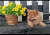 Brown Pom, a male Pomeranian for sale in Newberry, IN – 1 of 1
