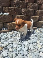 Penny, a female Rat Terrier and Shihpoo for sale in Newberry, IN – 1 of 1