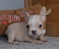 Mango, a female French Bulldog for sale in Newberry, IN – Photo 4 of 5