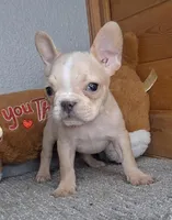 Mango, a female French Bulldog for sale in Newberry, IN – Photo 5 of 5