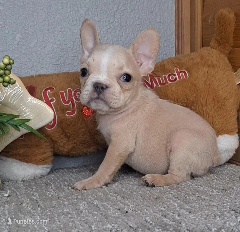 Mango – French Bulldog puppy for sale in Newberry, IN