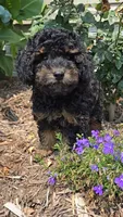 Peanut , a male Poodle - Toy  for sale in Newberry, IN – 3 of 3