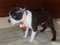 Bently, a male Boston Terrier for sale in Bloomington, IN – Photo 8 of 9