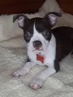 Bently, a male Boston Terrier for sale in Bloomington, IN – Photo 1 of 9