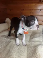 Bently, a male Boston Terrier for sale in Bloomington, IN – Photo 4 of 9