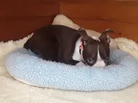 Bently, a male Boston Terrier for sale in Bloomington, IN – Photo 7 of 9