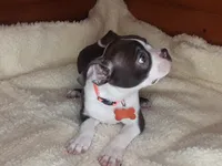 Bently, a male Boston Terrier for sale in Bloomington, IN – Photo 9 of 9