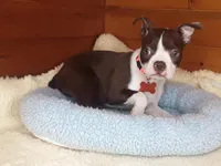 Bently, a male Boston Terrier for sale in Bloomington, IN – Photo 3 of 9